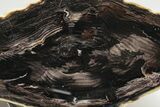 Wide, Polished Petrified Wood Limb - McDermitt, Oregon #218213-2